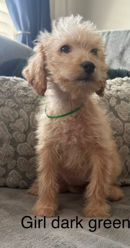Cockapoo x labradoodle