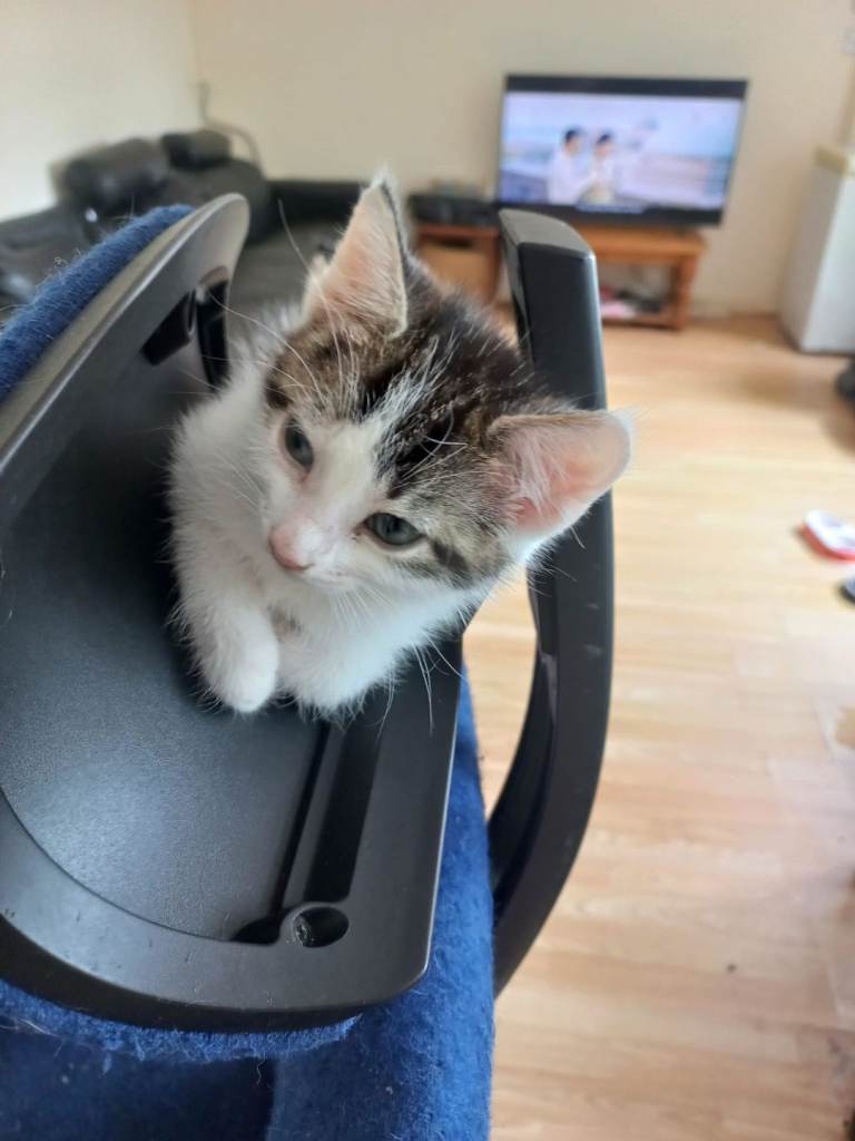 Beautiful kittens for sale 