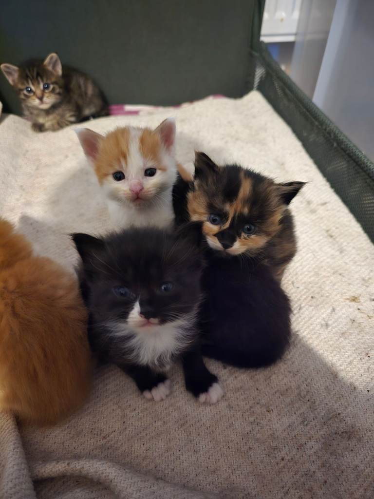 Maine Coon cross kittens