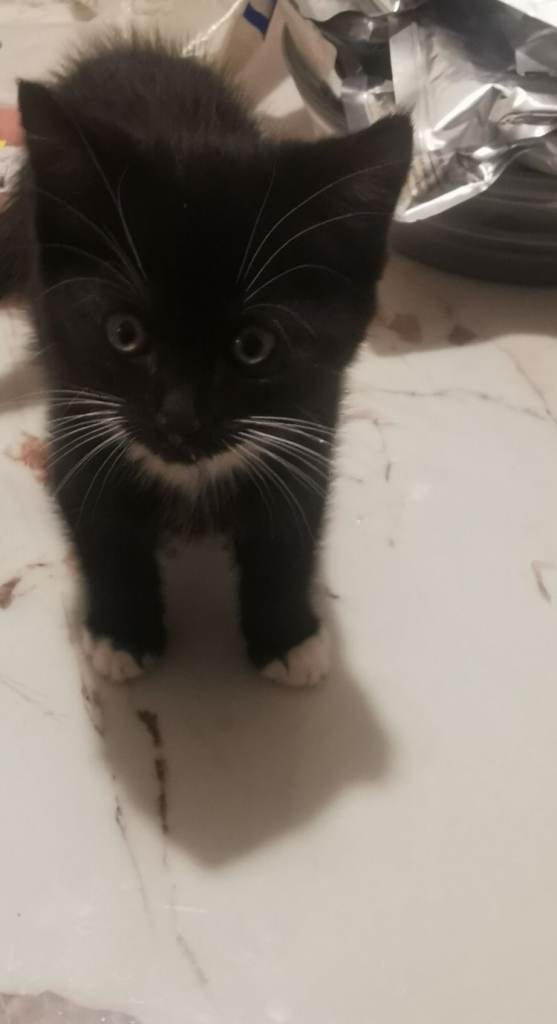 3 beautiful kittens! 