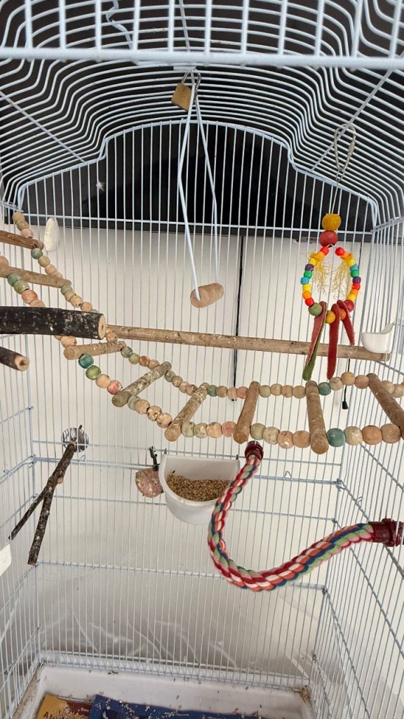 large white cage for budgies 