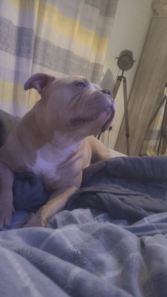 Pocket bully bitch