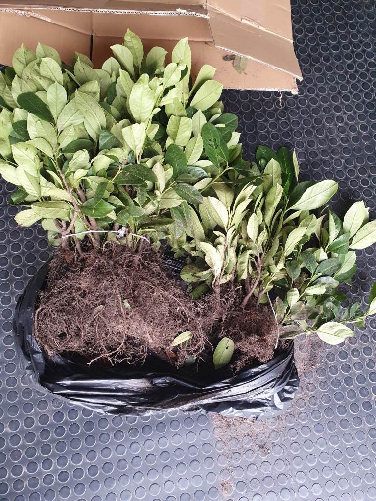 image for Approximately 32 cherry laurel plants