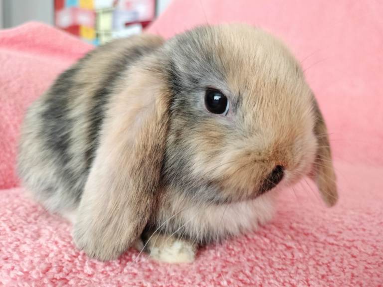 Baby mini lops and mini rexes for sale 