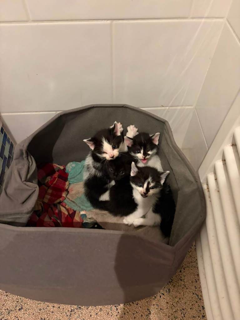 4 kittens 