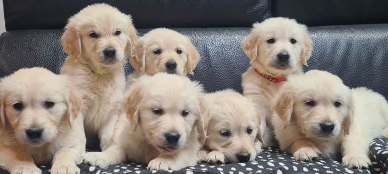 Golden Retriever puppies ready for their forever homes 