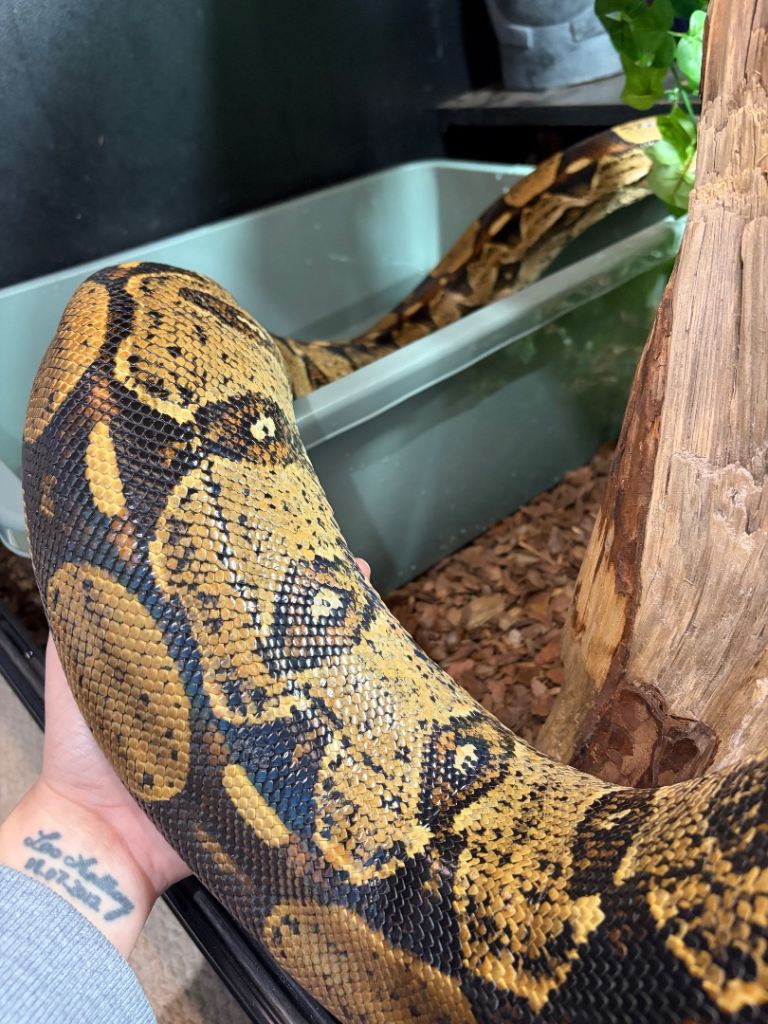 Boa Constrictor Constrictor 9ft with Viv
