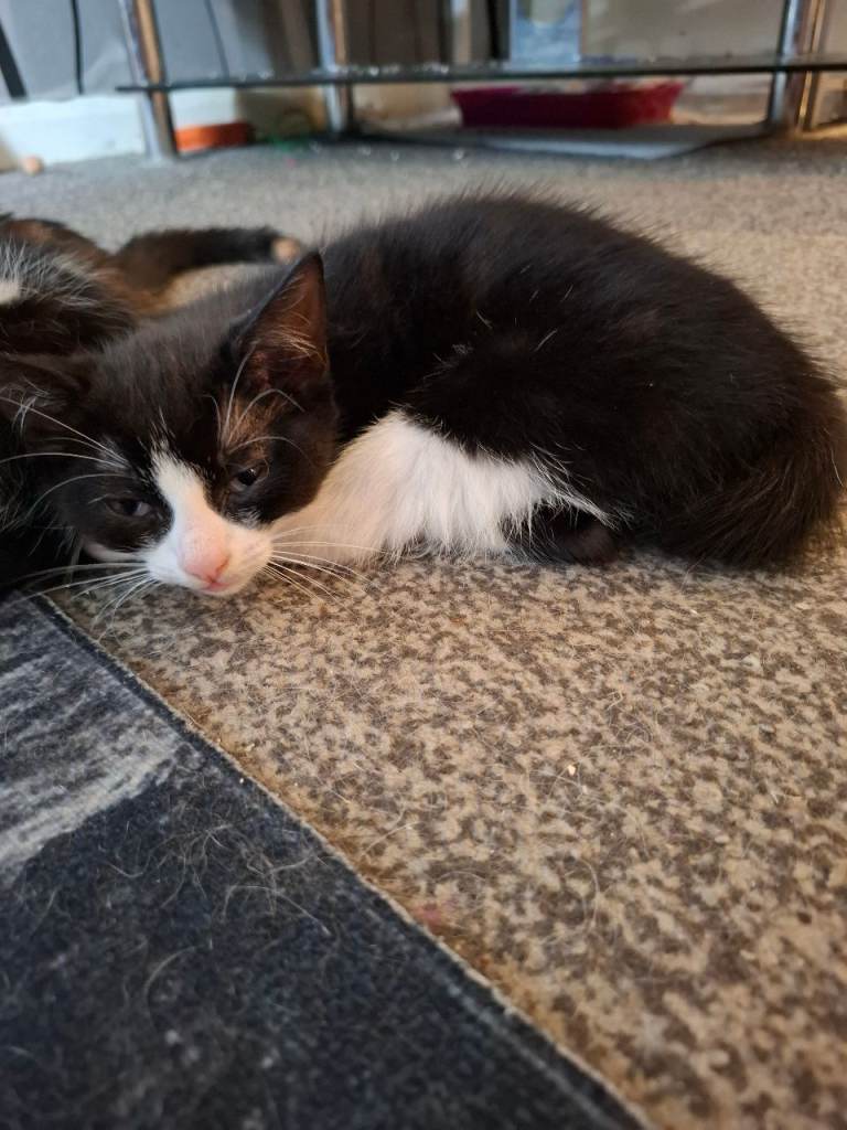 2 Tuxedo Kittens 1 male 1 female 9 weeks old