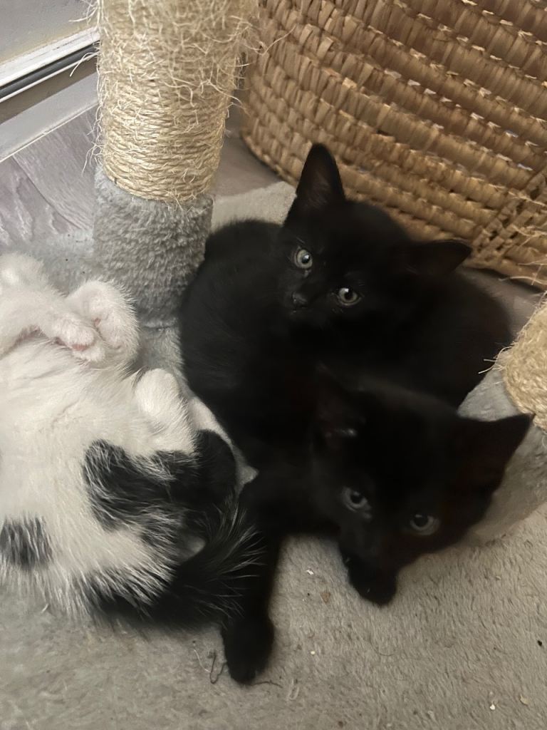 2 Black cats (Both Female)