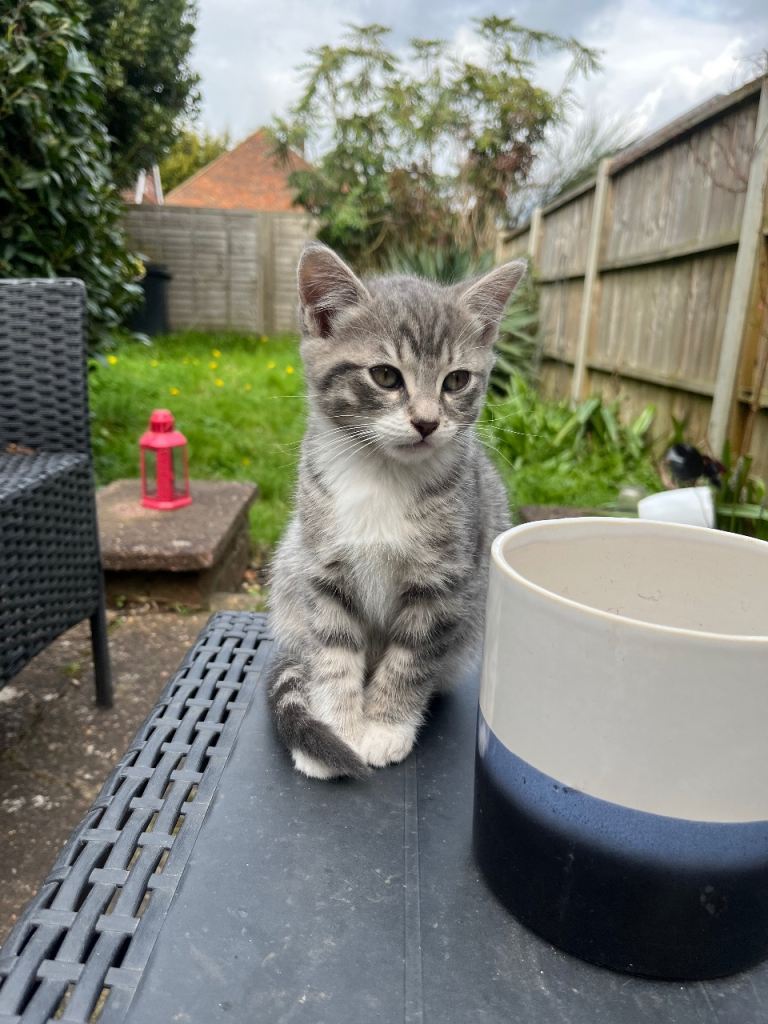 Lovely and playful kitten for sale 