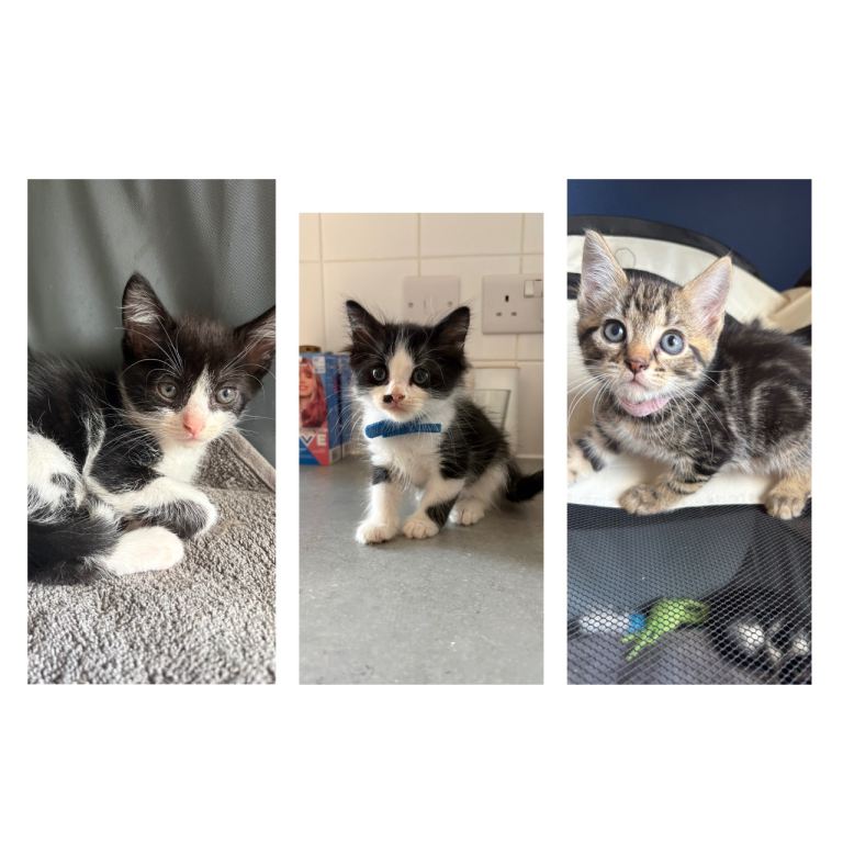 8 beautiful kittens *3 remaining*