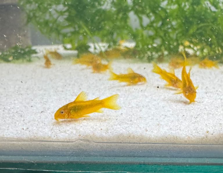Gold Laser Cory/Corydoras & Shrimp 