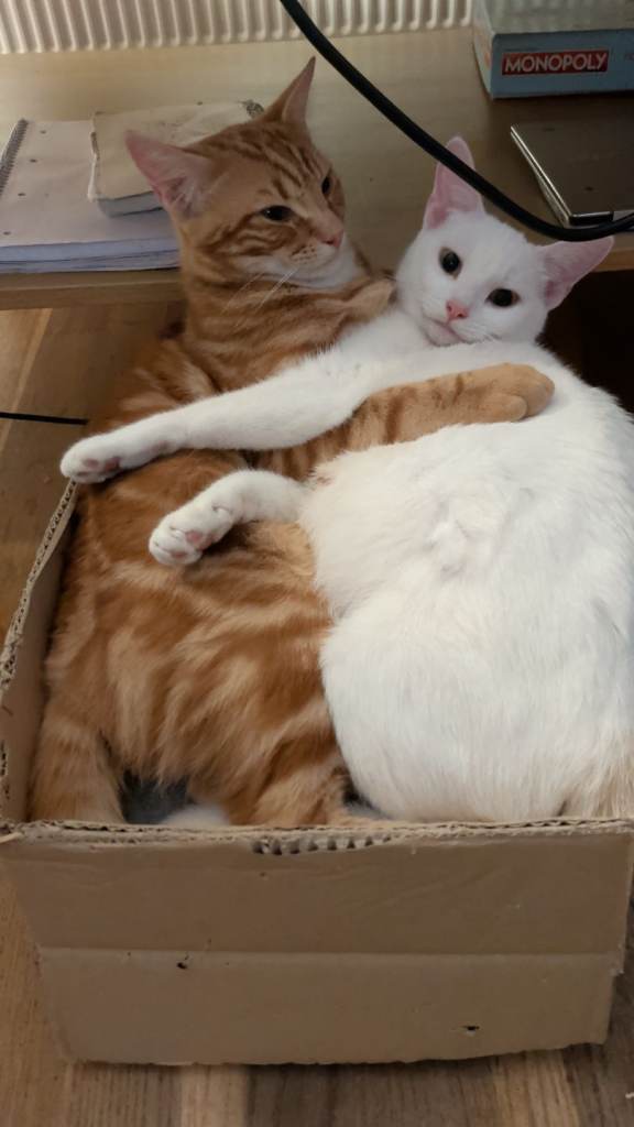 Ginger male domestic short hair