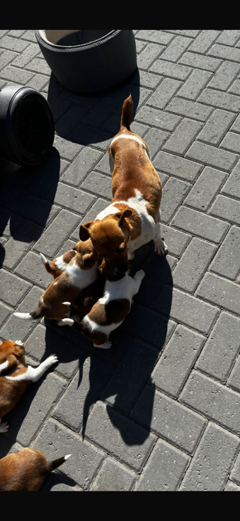 Jack Russell Puppy’s 