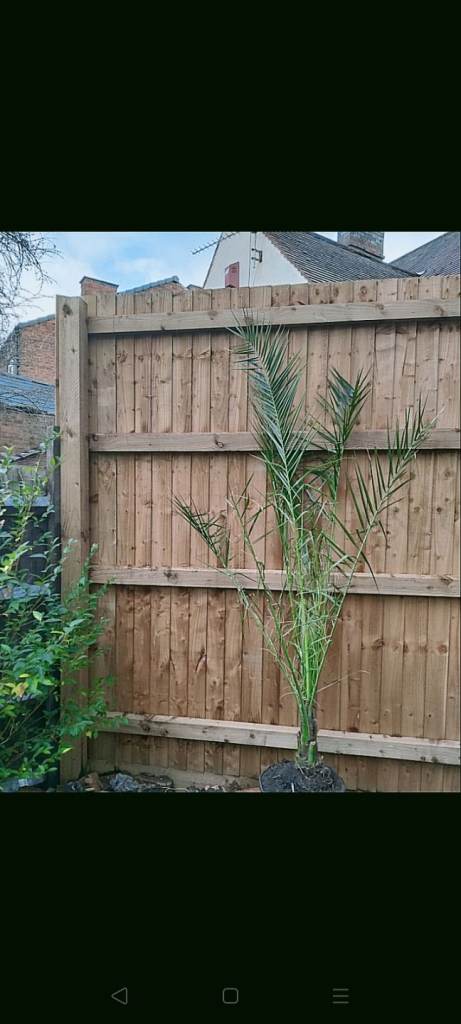 HUGE Palm Tree - 6ft tall 