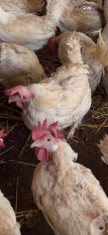 Leghorns. Ex batry hens 