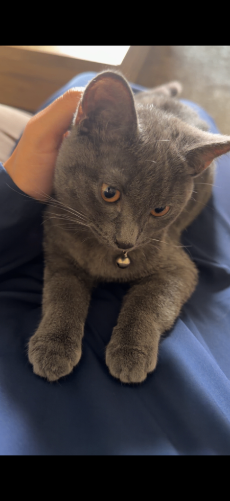 Beautiful Russian Blue Kitten (Including Supplies)