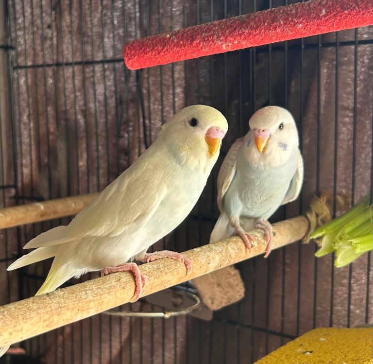 BEAUTIFUL BABY BUDGIES FOR SALE