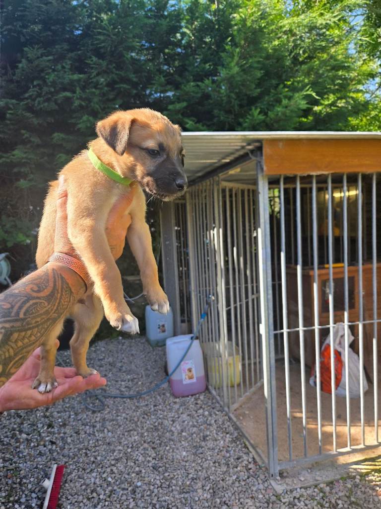 Lurcher pups for sale