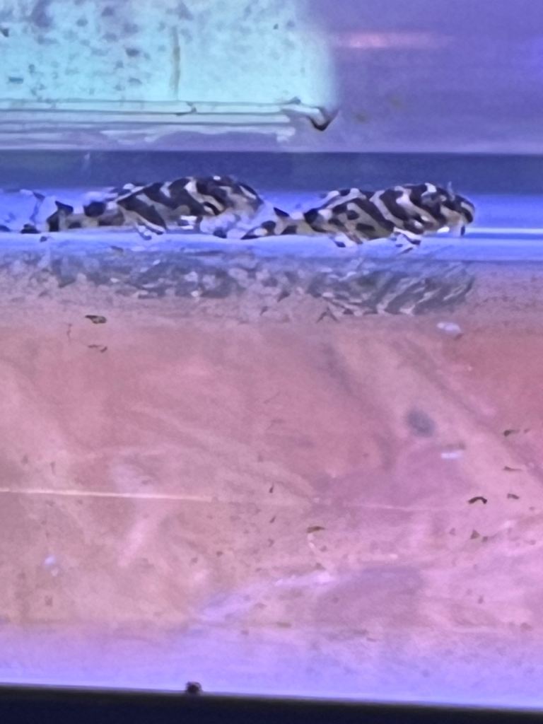 L236 Pleco RB line