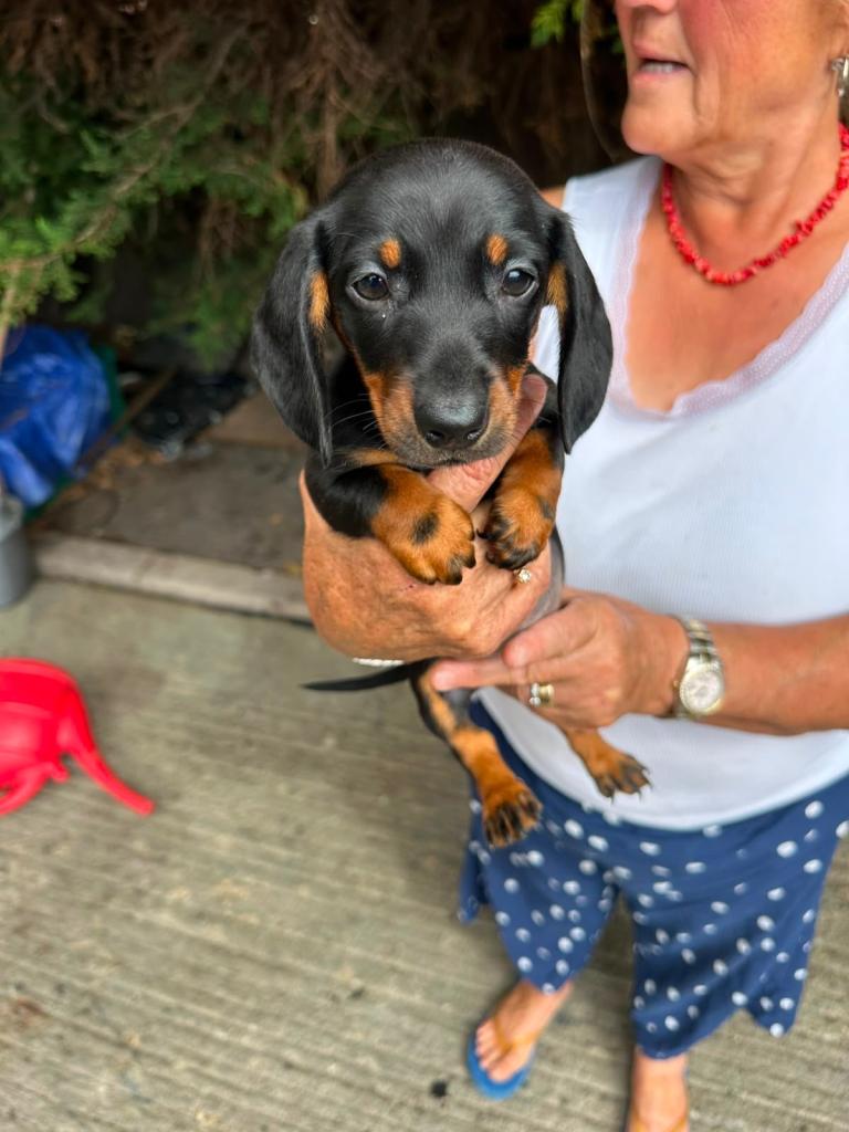 Dachshund puppies