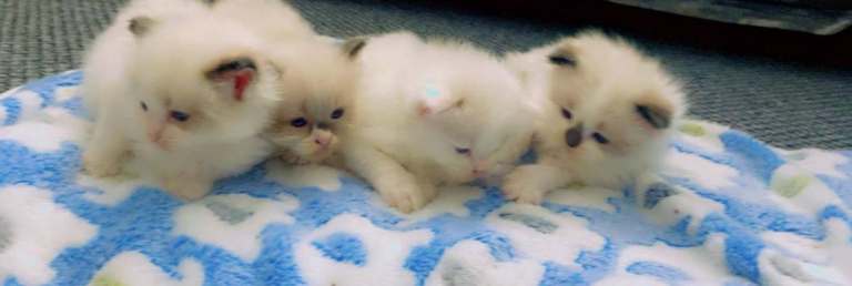 Beautiful Pure Ragdoll Kittens Ready For Forever Homes