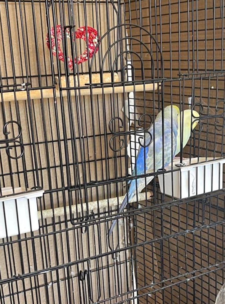 Bonded pair of budgies 6 months old with cage £100