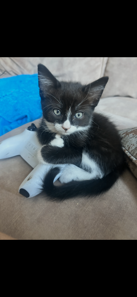 1 x lovely kittens for sale 