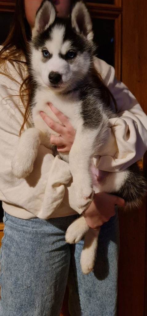 READY NOW Pure Siberian Husky Puppies 