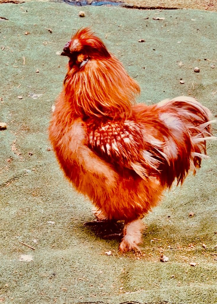 Silkie Cockeral for rehoming 