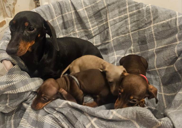 Dachshund puppies 