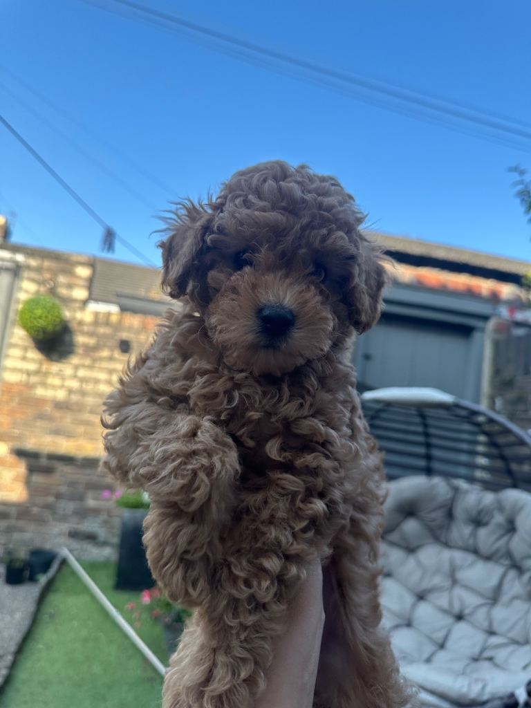 Last one Ready now! KC Toy Poodle Puppies 