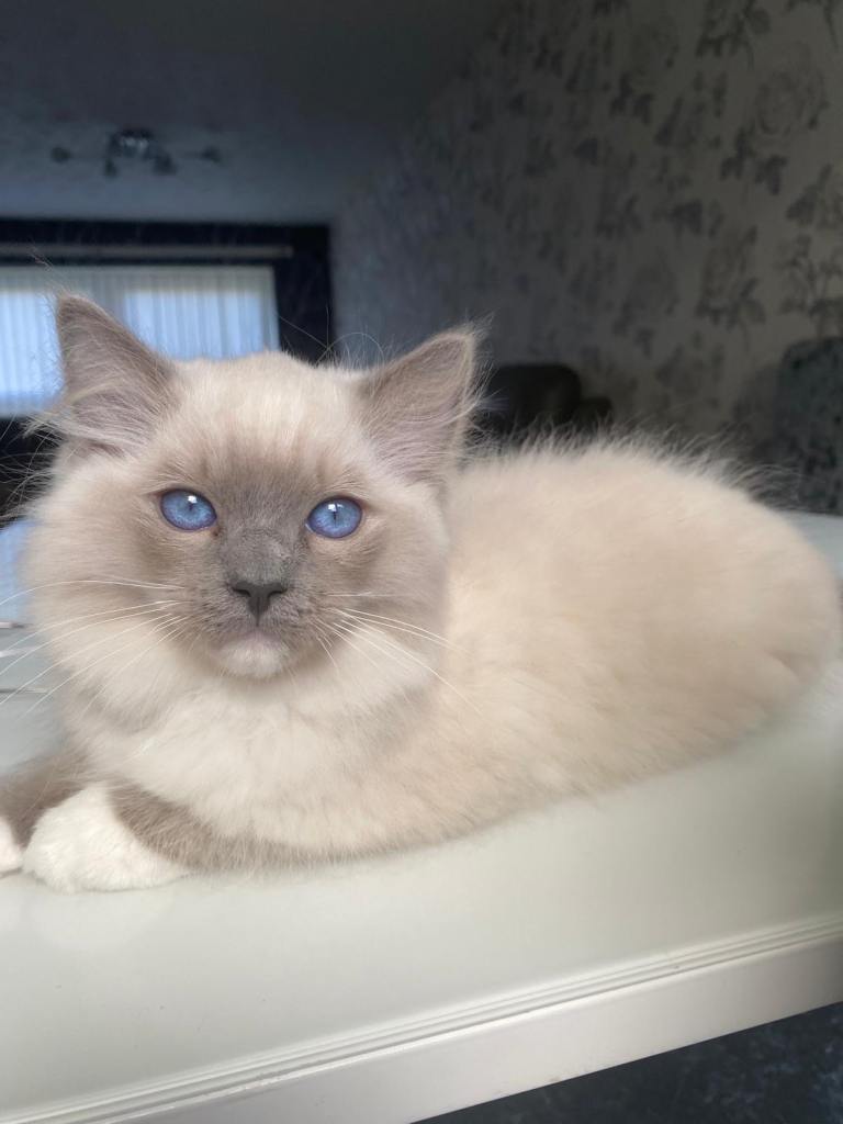Ragdoll