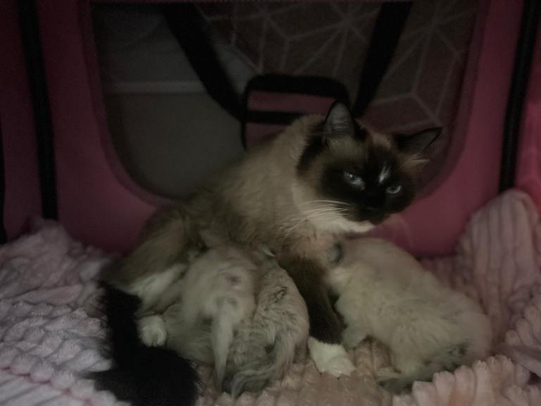 Beautiful fluffy pure breed ragdoll kittens 