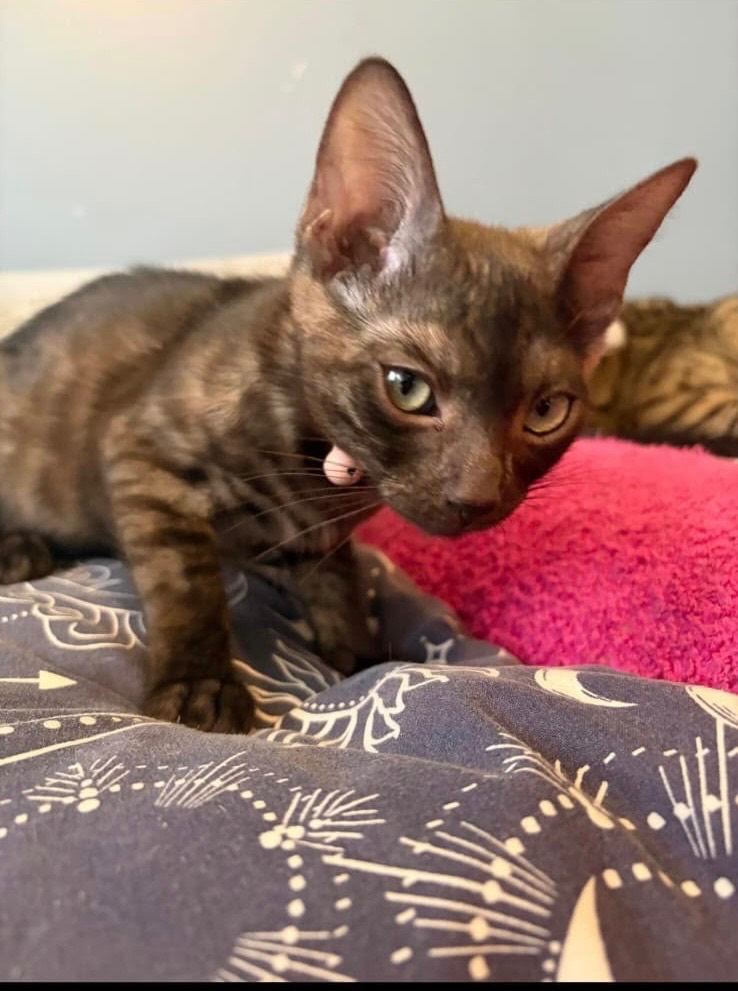 Bengal kittens 