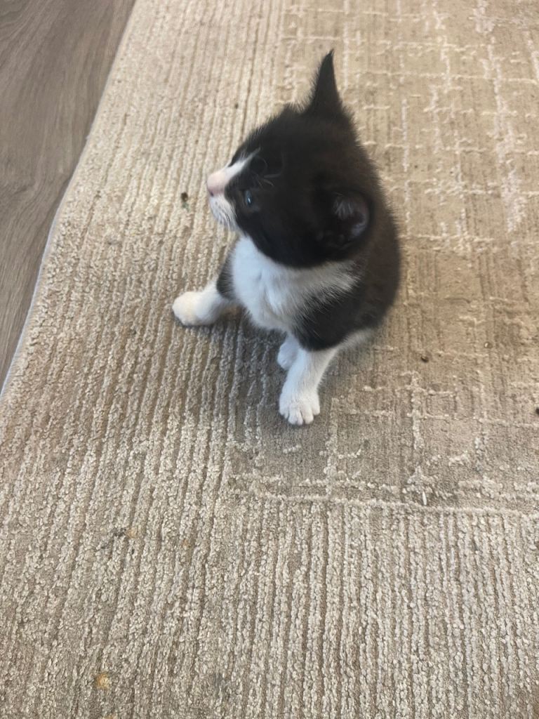 9 weeks kitten (Female) 