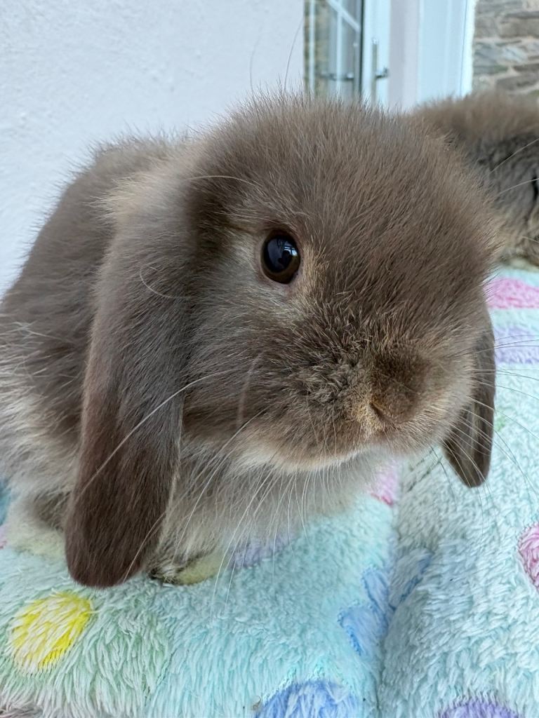 Mini lops - raised indoors 