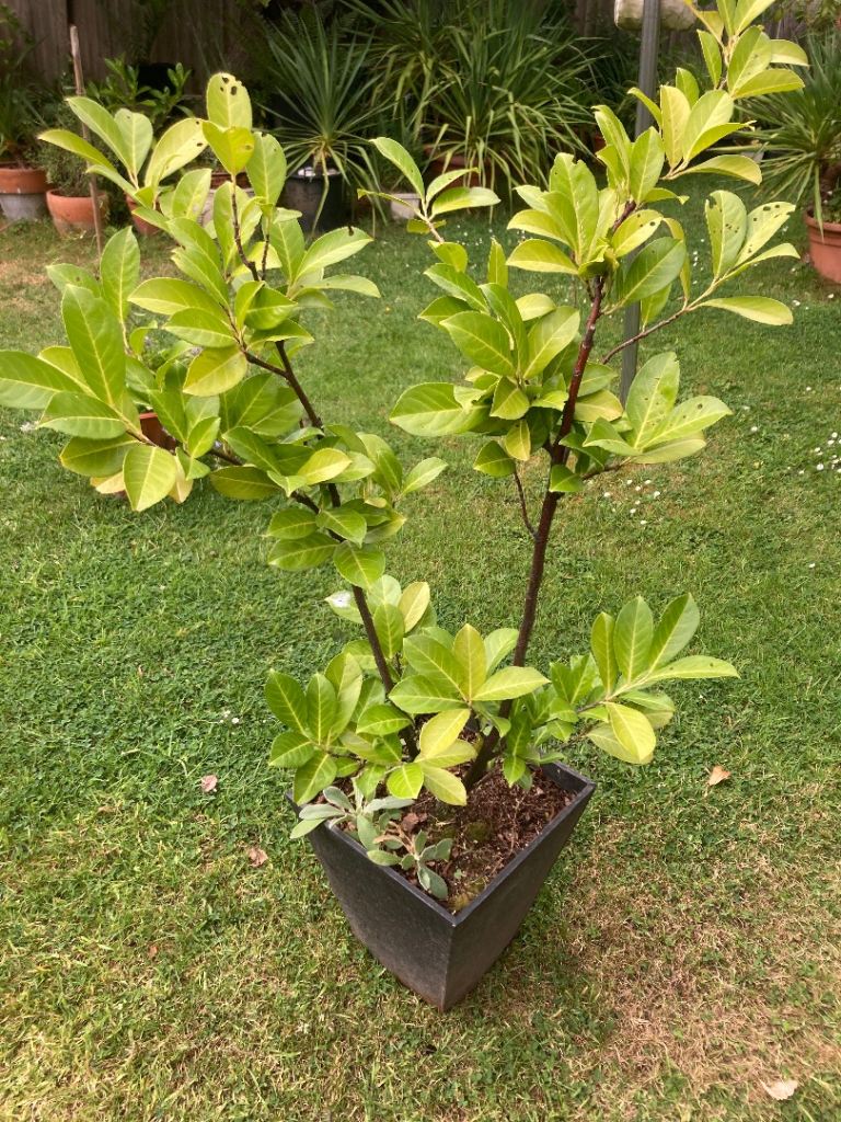 tall cherry laurel garden plant