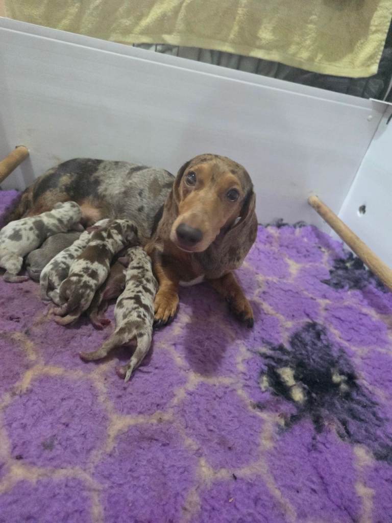 🤍🤎Miniture dachshunds🩶🤍