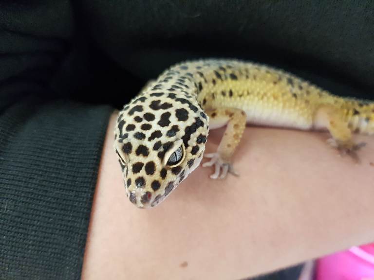 Leopard gecko & set up