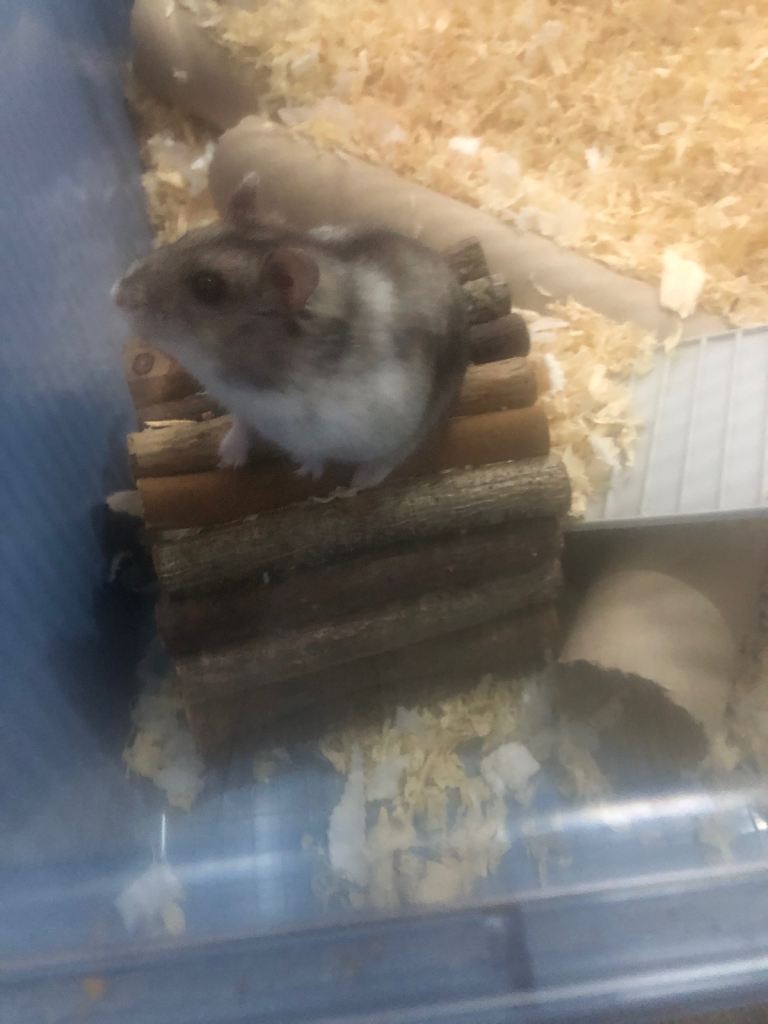 Very cute Russian dwarf hamster 
