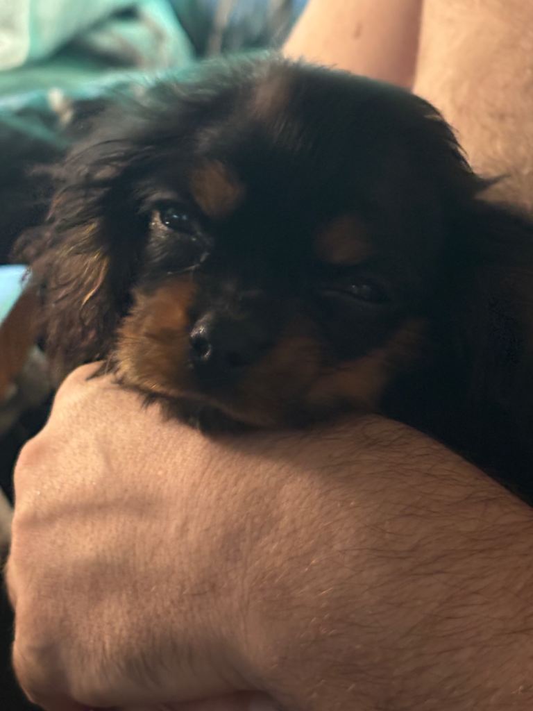 King Charles pups 