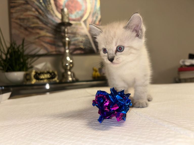 Kittens