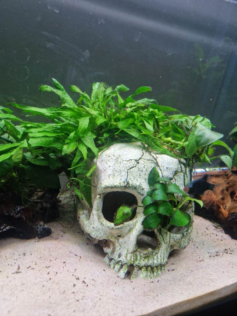 Aquarium Skull with plants