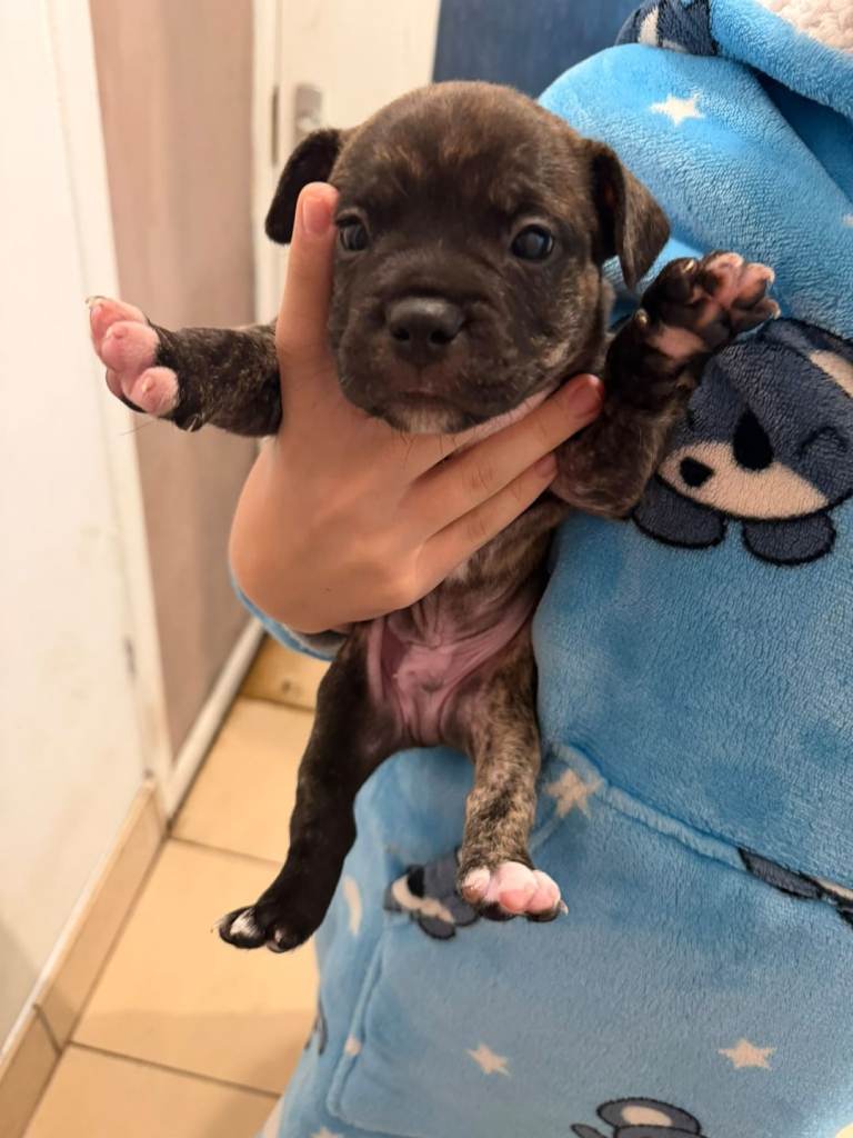 Staff Puppies for sale
