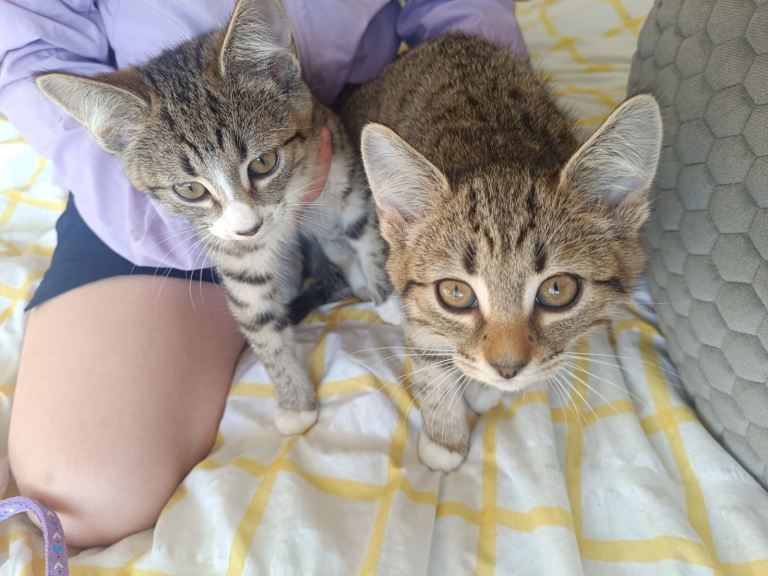 Tabby kittens