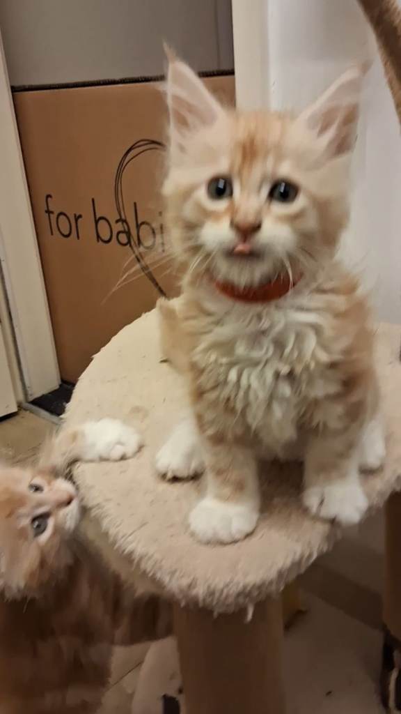 LAST MAINE COON KITTEN READY NOW