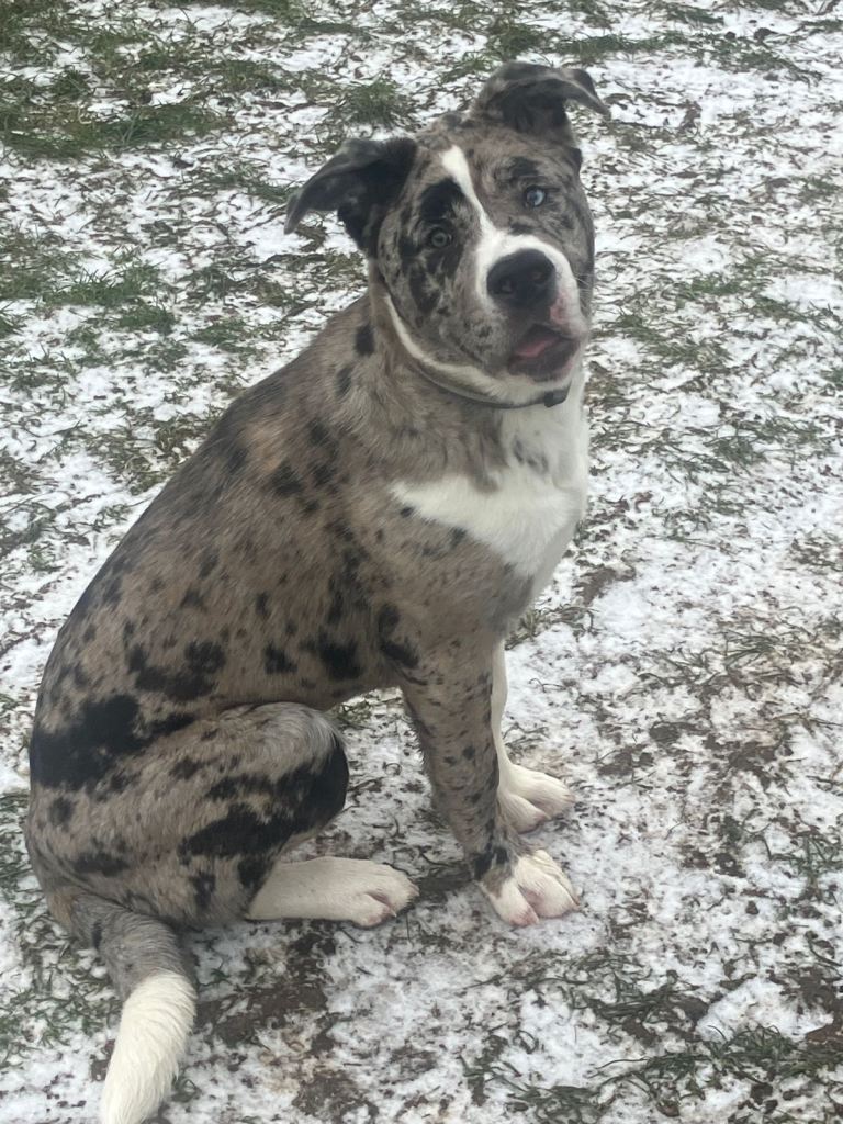 Alapaha blue blood bulldog x American akita