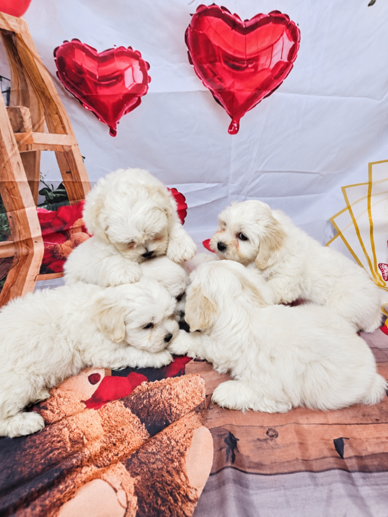 🐶🐾 Beautiful Maltese Puppies Available 🐾🐶