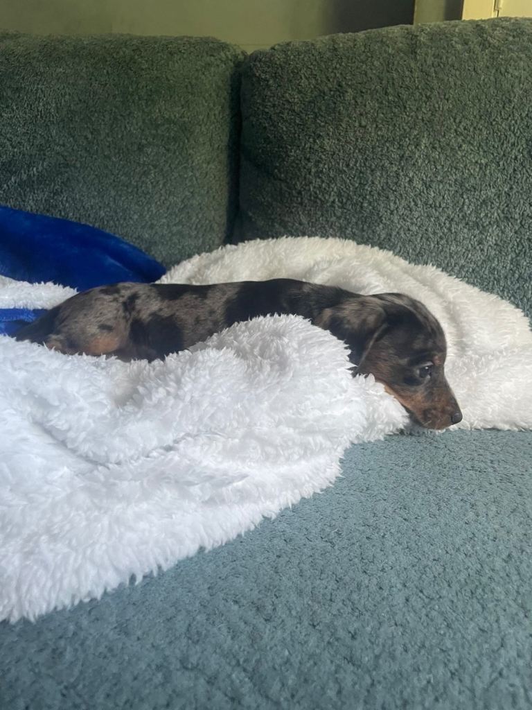 Dachshund female 